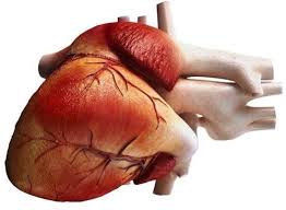 Médicos españoles prueban una terapia pionera con células madre para reparar el corazón tras un infarto