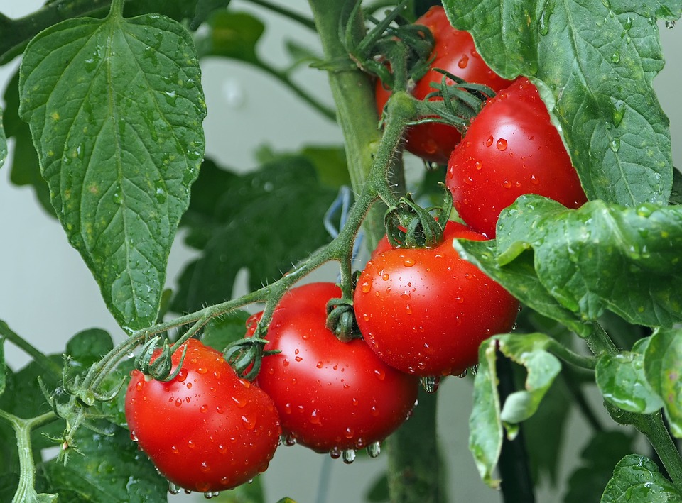 El tomate podría ayudar a prevenir y combatir enfermedades coronarias