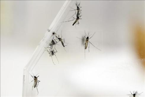 Descubierto un anticuerpo capaz de neutralizar el virus del dengue