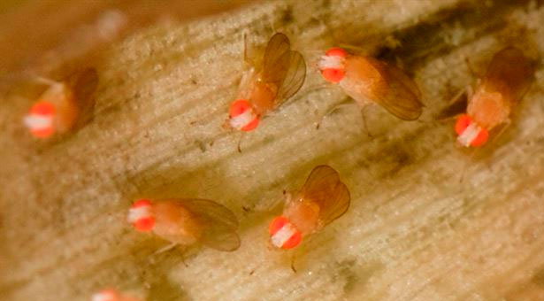 Descubren un mecanismo genético de la mosca de la fruta clave para entender el desarrollo de algunos tumores