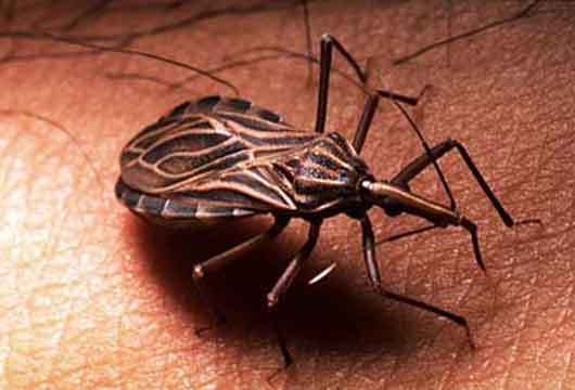 Desarrollan una vacuna protege a largo plazo contra el Chagas