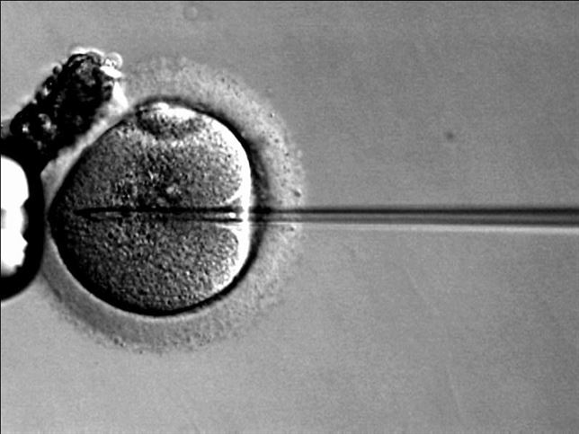 Nuevo método para predecir el mejor embrión para la fecundación 'in vitro'