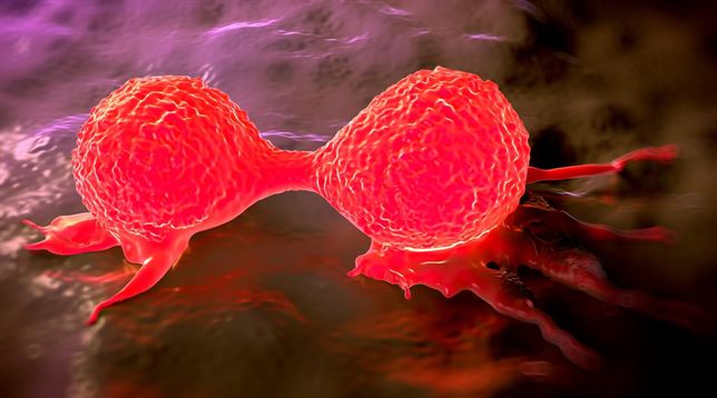 Tejidos cancerígenos implantados en ratones 'retraen' tumores de páncreas y mama