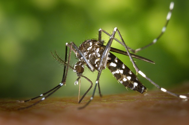 Prevención y tratamiento contra el mosquito trigre
