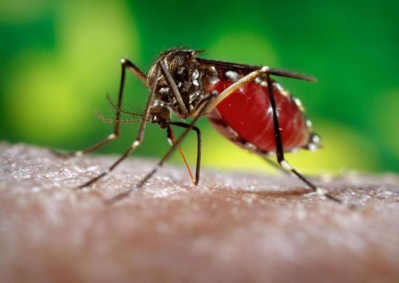 Las farmacias, establecimientos accesibles para informar a los ciudadanos sobre el Zika