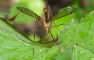 SEFAC recomienda tomar medidas preventivas para las picaduras de insectos