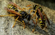 Consejos para la picadura de mosquitos, abejas y avispas