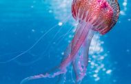 Cuándo acudir a urgencias ante una picadura de medusa