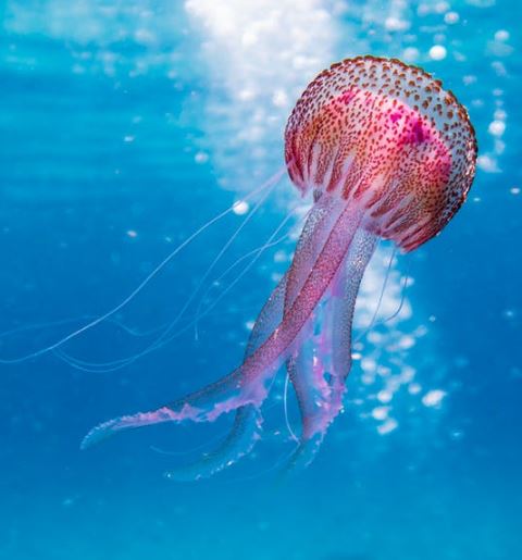 Cuándo acudir a urgencias ante una picadura de medusa