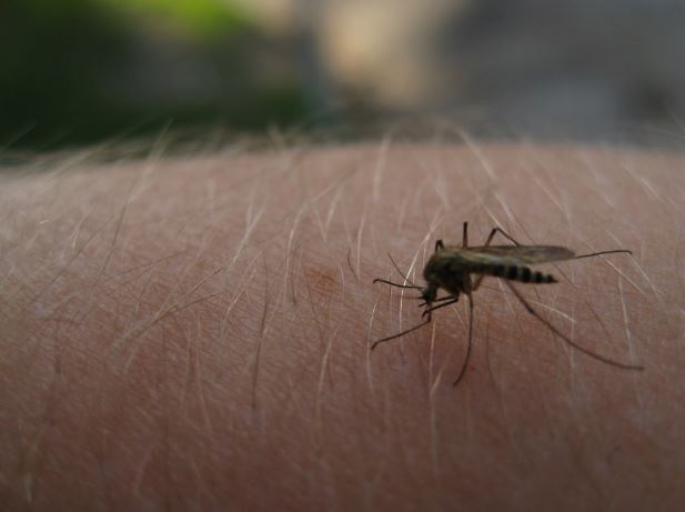 Remedios caseros para las picaduras de mosquito