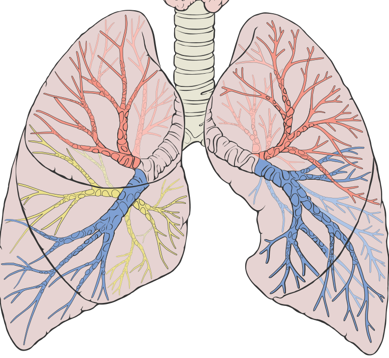 El cáncer de pulmón de células pequeñas aparece antes de los 50 años