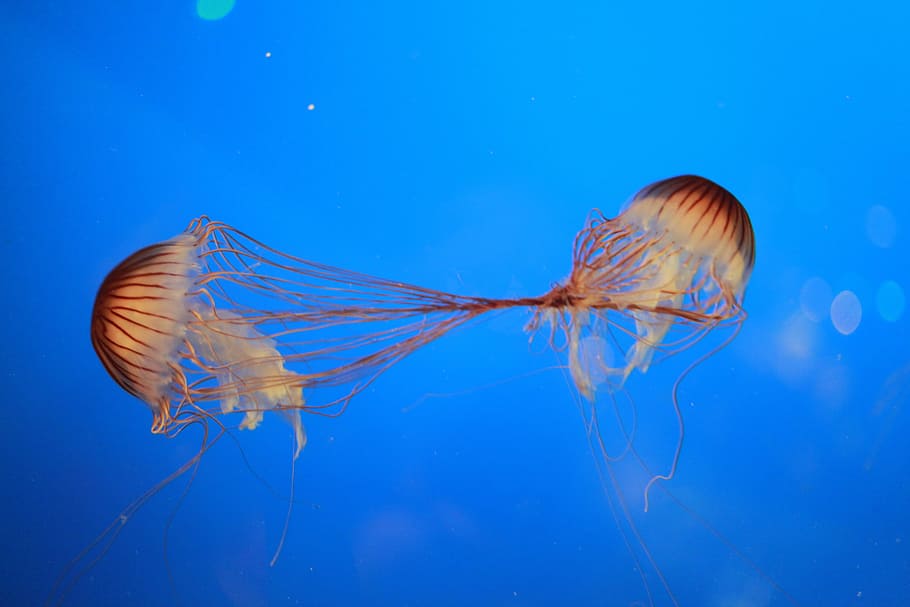 Medidas ante las picaduras de medusa