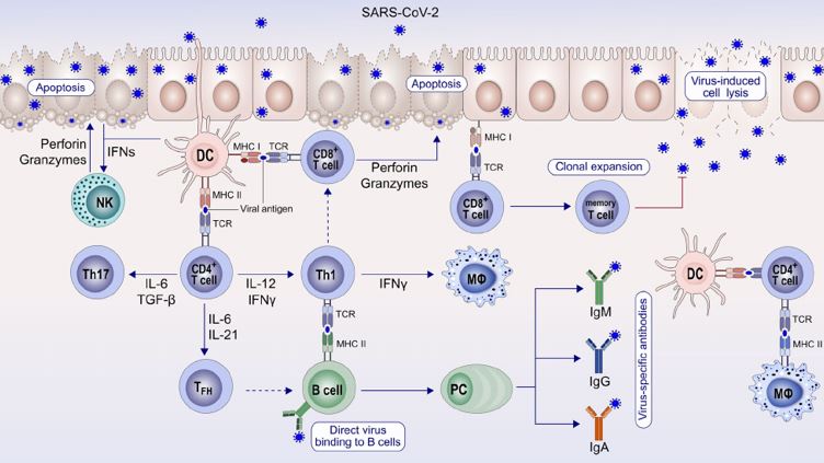 La inmunidad celular en la Covid-19
