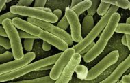 Las bacterias que causan el tifus son cada vez más resistentes a los antibióticos