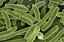 Pautas de seguridad alimentaria para evitar contagiarse de la bacteria E.coli