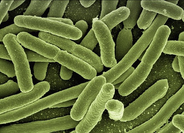 Las bacterias que causan el tifus son cada vez más resistentes a los antibióticos