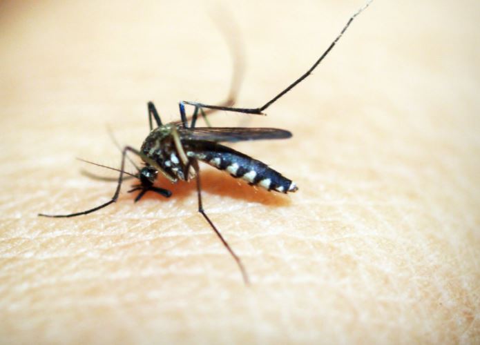 ¿Cómo evitar las picaduras de mosquitos?