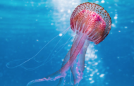 ¿Qué hacer ante una picadura de medusa?