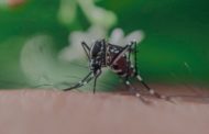 Mosquitos, transmisores de más de una docena de enfermedades