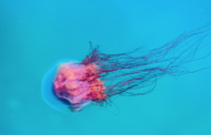 Picaduras de medusas: tipos, síntomas y tratamientos