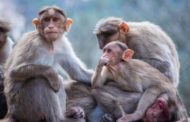 Todo sobre los brotes de viruela del mono ya detectados en España