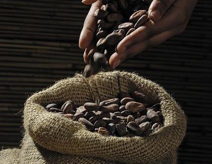 Ventajas del cacao para el cuerpo y la mente