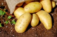 Beneficios de incluir patatas en la dieta