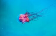 Picaduras de medusa: ¿Cuáles son sus síntomas?