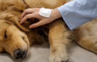 El 12 de Octubre pone en marcha las terapias asistidas con perros