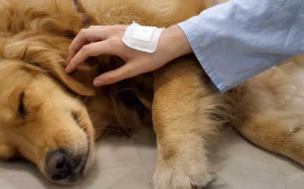 El 12 de Octubre pone en marcha las terapias asistidas con perros