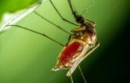 Takeda lanza la web ‘conoce dengue’