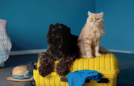 Asisa amplía las coberturas de sus seguros de viaje y añade asistencia veterinaria
