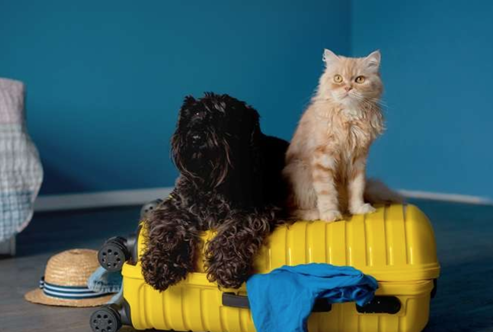 Asisa amplía las coberturas de sus seguros de viaje y añade asistencia veterinaria